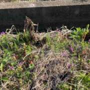 ヒメ日記 2026/03/11 20:03 投稿 伊藤 みな ハレ系 メイドin福岡