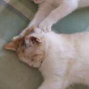 ヒメ日記 2025/01/14 00:54 投稿 みゆ 奥さま未来　立川店