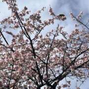 ヒメ日記 2025/04/11 19:55 投稿 みゆ 奥さま未来　立川店