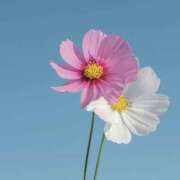 ヒメ日記 2025/10/10 19:10 投稿 つぼみ 越谷熟女デリヘル マダムエプロン