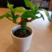 ヒメ日記 2025/05/27 19:01 投稿 さな 奥様の実話 梅田店