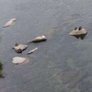 ヒメ日記 2025/06/08 13:46 投稿 らむ 吉原ファーストレディ