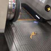 ヒメ日記 2025/07/14 12:56 投稿 らむ 吉原ファーストレディ