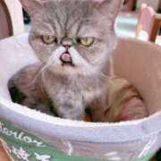 ヒメ日記 2025/04/24 19:07 投稿 野本　優 三丁目の奥様（東京ハレ系）