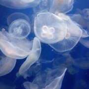 にこ さむーい🧊🥶 ぷるるん小町梅田店