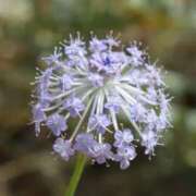 ヒメ日記 2025/03/10 09:34 投稿 さえ 人妻倶楽部 内緒の関係 大宮店