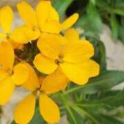 ヒメ日記 2025/04/09 09:14 投稿 さえ 人妻倶楽部 内緒の関係 大宮店