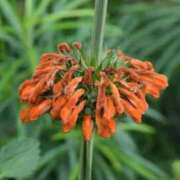 ヒメ日記 2024/12/27 08:54 投稿 さえ 人妻倶楽部 内緒の関係 川越店