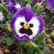 ヒメ日記 2025/01/16 08:34 投稿 さえ 人妻倶楽部 内緒の関係 川越店