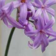 ヒメ日記 2025/01/30 09:44 投稿 さえ 人妻倶楽部 内緒の関係 川越店