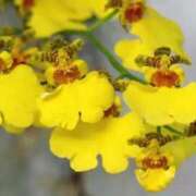 ヒメ日記 2025/01/31 08:54 投稿 さえ 人妻倶楽部 内緒の関係 川越店