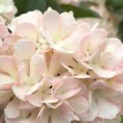 ヒメ日記 2025/03/06 07:54 投稿 さえ 人妻倶楽部 内緒の関係 川越店