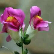 ヒメ日記 2025/04/10 10:14 投稿 さえ 人妻倶楽部 内緒の関係 川越店