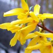 ヒメ日記 2025/04/11 09:44 投稿 さえ 人妻倶楽部 内緒の関係 川越店