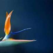 ヒメ日記 2024/12/16 09:15 投稿 さえ 人妻倶楽部内緒の関係 春日部店