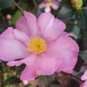 ヒメ日記 2024/12/29 09:46 投稿 さえ 人妻倶楽部内緒の関係 春日部店