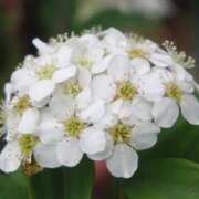 ヒメ日記 2025/01/15 08:55 投稿 さえ 人妻倶楽部内緒の関係 春日部店