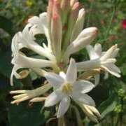 ヒメ日記 2025/01/29 09:15 投稿 さえ 人妻倶楽部内緒の関係 春日部店