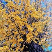 ヒメ日記 2024/12/12 08:02 投稿 ひかり パリス雄琴店