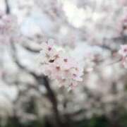 ヒメ日記 2026/03/31 12:28 投稿 ゆずき 金の玉クラブ池袋～密着睾丸マッサージ～