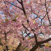 ヒメ日記 2025/03/31 19:59 投稿 菜々子 シャトーペトラ