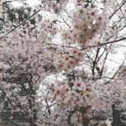 ヒメ日記 2025/04/24 13:39 投稿 里見 華 人妻セレブ宮殿