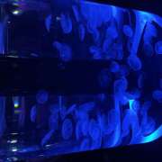 ヒメ日記 2025/09/13 14:41 投稿 こころ 神田エマニエル