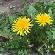 ヒメ日記 2025/04/11 09:30 投稿 かりん 素人系イメージSOAP彼女感大宮館