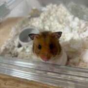 ヒメ日記 2025/03/08 17:20 投稿 いちご わちゃわちゃ密着リアルフルーちゅ西船橋