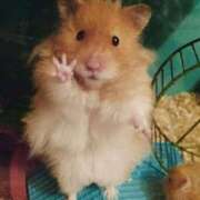 ヒメ日記 2025/04/11 11:47 投稿 八尋	あき ハプニング痴漢電車or全裸入室