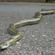 ヒメ日記 2025/07/05 22:57 投稿 八尋	あき ハプニング痴漢電車or全裸入室