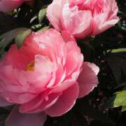 ヒメ日記 2026/03/24 07:30 投稿 あやせ SKY(スカイ)