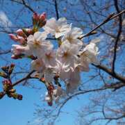 ヒメ日記 2026/03/25 07:30 投稿 あやせ SKY(スカイ)