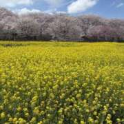 ヒメ日記 2026/04/01 17:52 投稿 りさ 美熟女倶楽部Hip's 春日部店