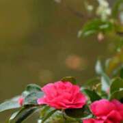 ヒメ日記 2025/01/08 19:02 投稿 松浦ななこ おもてなし妻