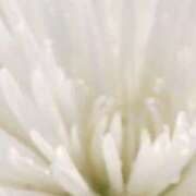 ヒメ日記 2025/03/18 16:19 投稿 しずく 完熟ばなな 谷九店