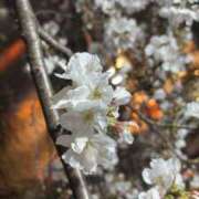 ヒメ日記 2025/04/26 13:57 投稿 らな ベイキュート