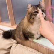 ヒメ日記 2024/12/21 14:45 投稿 ことの 脱がされたい人妻 成田店