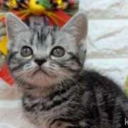 ヒメ日記 2025/07/01 04:10 投稿 すみれ Aroma Olive ～アロマオリーブ～