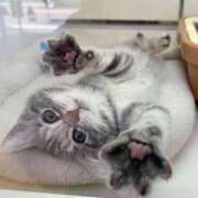 ヒメ日記 2025/07/29 00:30 投稿 すみれ Aroma Olive ～アロマオリーブ～