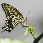 ヒメ日記 2025/06/19 09:49 投稿 なぎ(昭和47年生まれ) 熟年カップル名古屋～生電話からの営み～