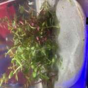 ヒメ日記 2025/07/20 09:38 投稿 なぎ(昭和47年生まれ) 熟年カップル名古屋～生電話からの営み～