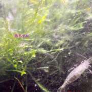 ヒメ日記 2026/03/31 08:31 投稿 なぎ(昭和47年生まれ) 熟年カップル名古屋～生電話からの営み～