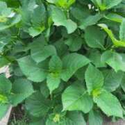 ヒメ日記 2025/05/15 10:36 投稿 ゆり 京都の痴女鉄道