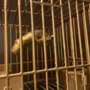 ヒメ日記 2025/02/10 14:38 投稿 ペルセポネ ナメすぎサークル立川店