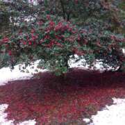 ヒメ日記 2025/03/11 02:25 投稿 ペルセポネ ナメすぎサークル立川店