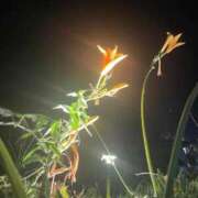 ヒメ日記 2026/01/27 02:51 投稿 ペルセポネ ナメすぎサークル立川店