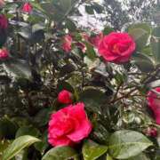 ヒメ日記 2026/03/28 18:39 投稿 なつ 多恋人倶楽部（山口）