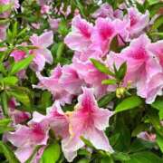 ヒメ日記 2026/03/29 03:54 投稿 なつ 多恋人倶楽部（山口）