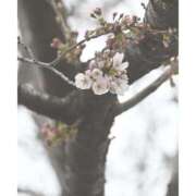 石川けいこ おはようございます? ABC 岩手ソープ